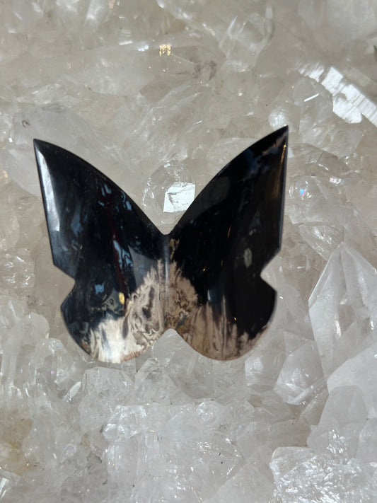 Palm Root Butterfly